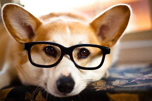 cane-con-occhiali